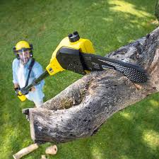 Best Tree Trimming and Pruning  in Del City, OK