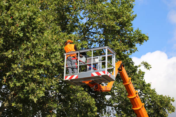 Best Storm Damage Tree Cleanup  in Del City, OK