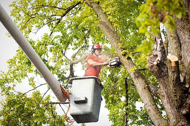 Best Seasonal Cleanup (Spring/Fall)  in Del City, OK