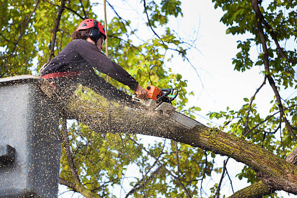 Best Leaf Removal  in Del City, OK